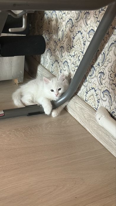 Белые котята ищут любящий дом!