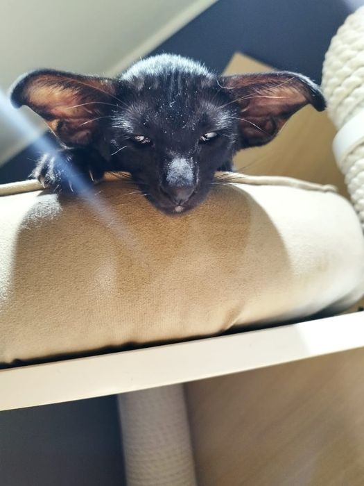 Ориентальные котята экстрим