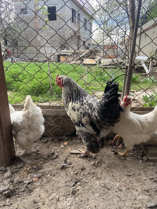 Петухи Брамо(лохмоногие), молодые