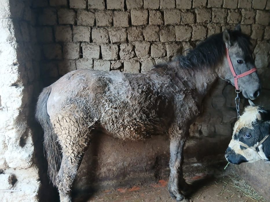 Жылқыы сатыладыы