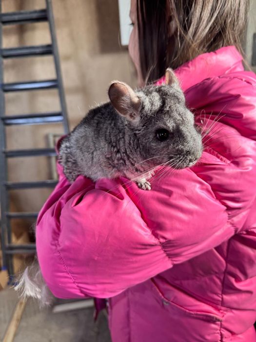 Шиншиллы черные бежевые