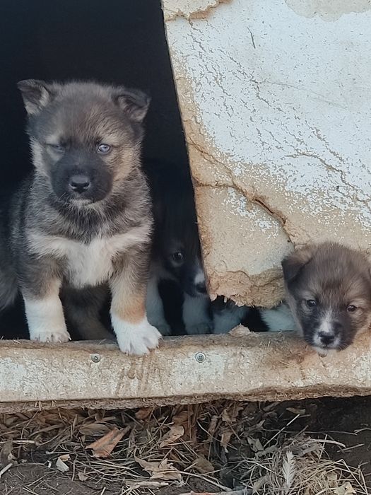 Отдам щенков хаски