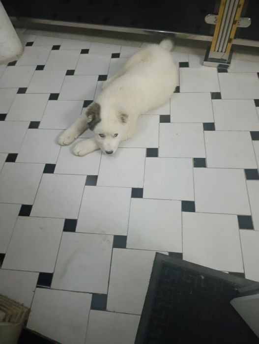 Кучук туркмен алабайи