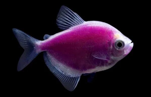 Тернеции цветные