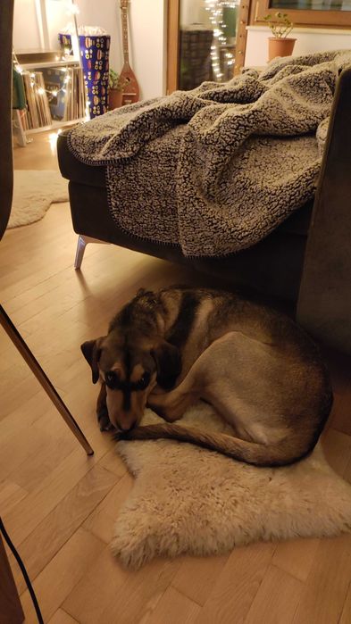 Подарявам кученце на 7 месеца