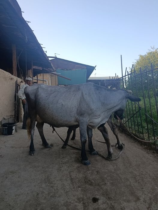 Мол сигир - она бола
