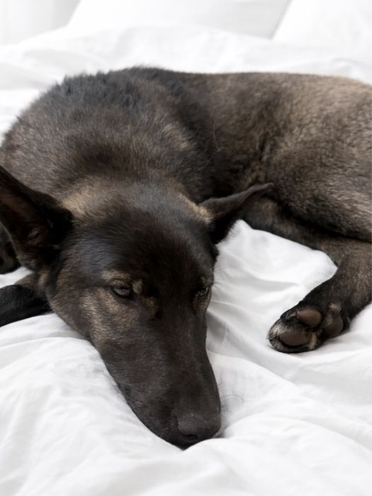 АББА — хорошая, ласковая и очень добрая собака.