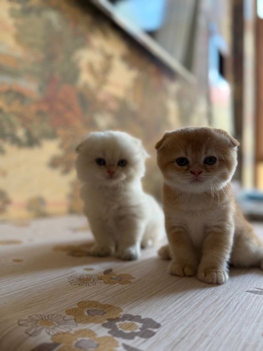 Zolotaya shinshila Mushuk bolalari