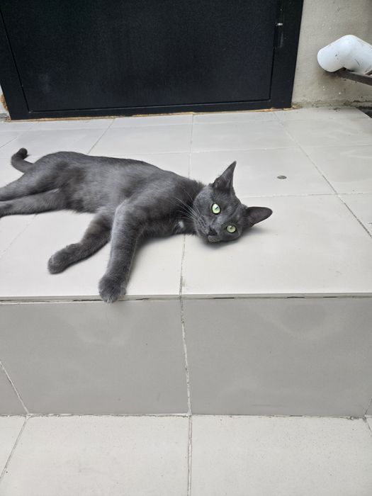 Отдам котенка в добрые руки