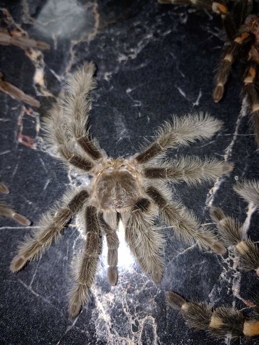 ШКУРКИ пауков-птицеедов