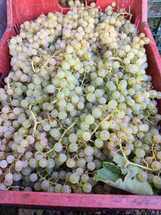 Vând Struguri de vin