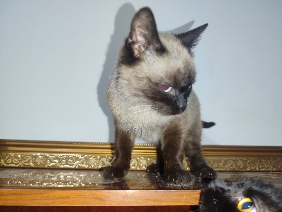 Сиамский кот в хорошие руки