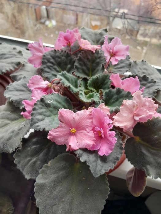 Сортовая фиалка продажа