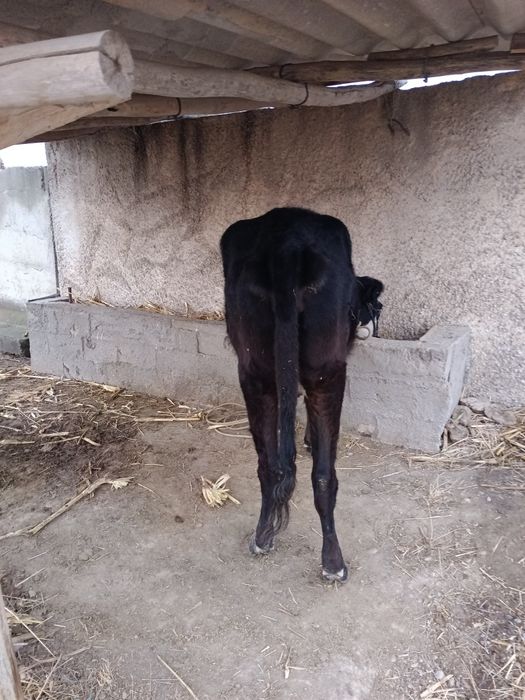 Сиыр 1 Туган еты орташа срочно