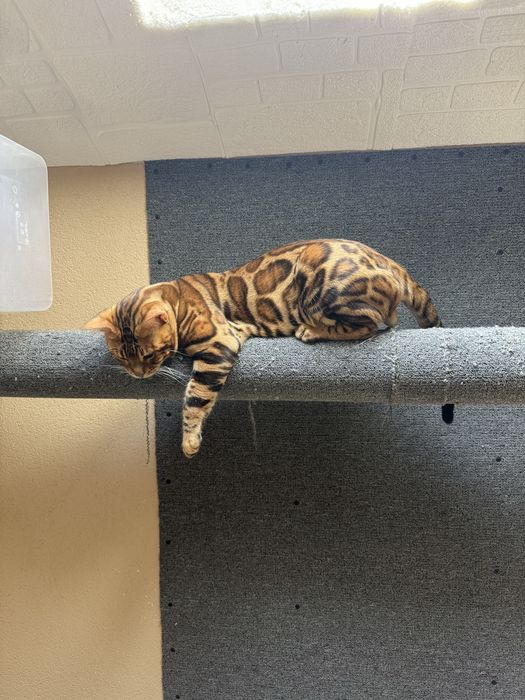 Бенгалски котета!