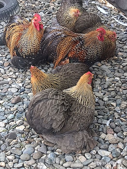 De vânzare gainuțe ..