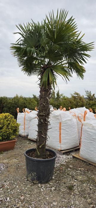 Palmier! sunt aclimatizati la noi,rezista la -20
