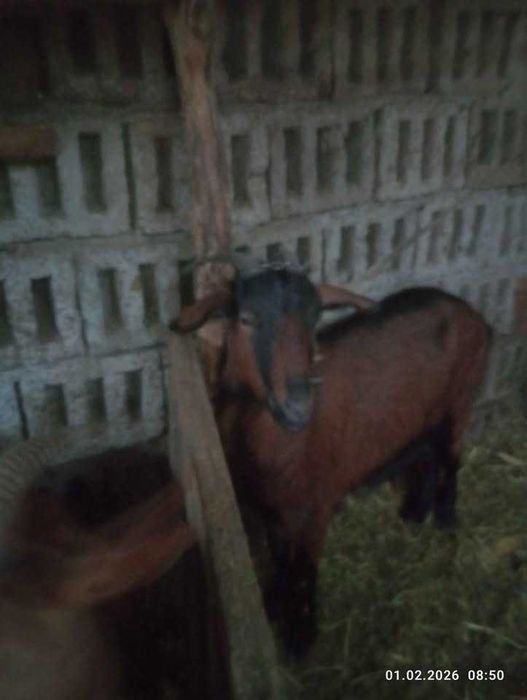 Iezi martie-aprilie 2026 metis alpin francez, anglonubian