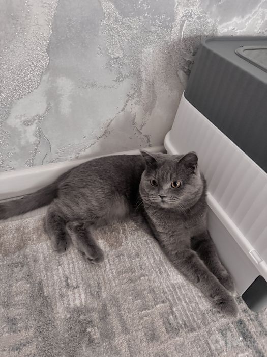 Кот на Вязку Британец