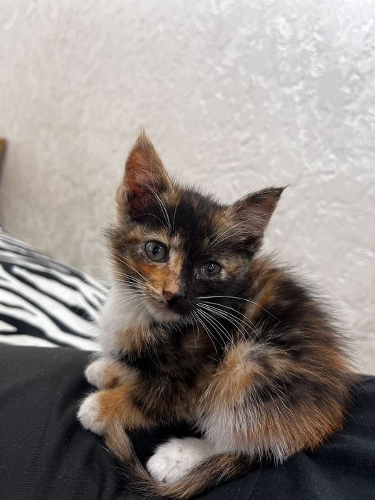 Котята бесплатно