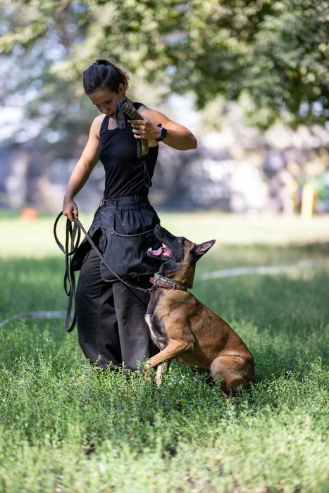 Дрессировка собак/ Кинолог