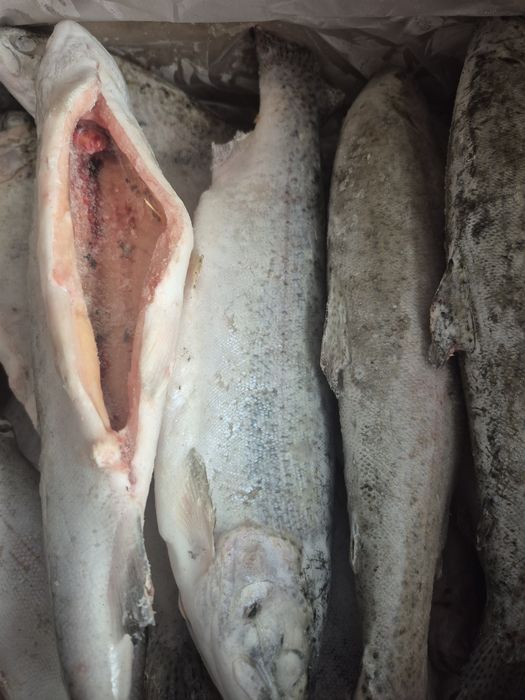 Свежая рыба оптом