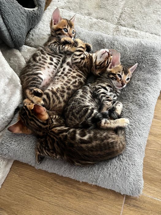 Бенгалски котета