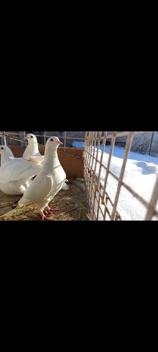 Продам бойных голубей