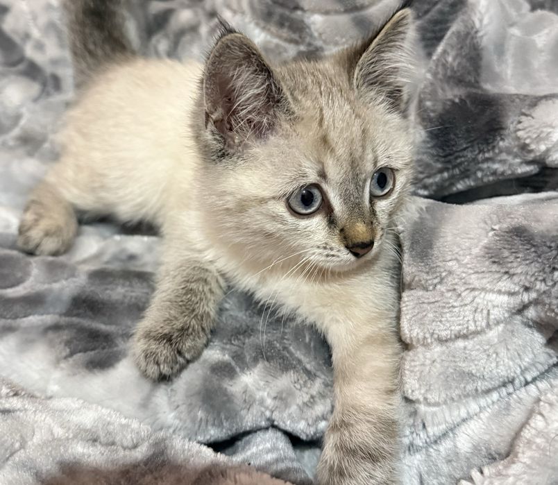 siamskiy mushukcha sotiladi