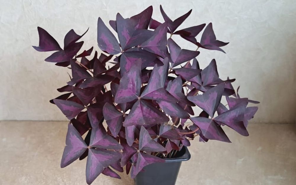 Комнатные цветы,цветв