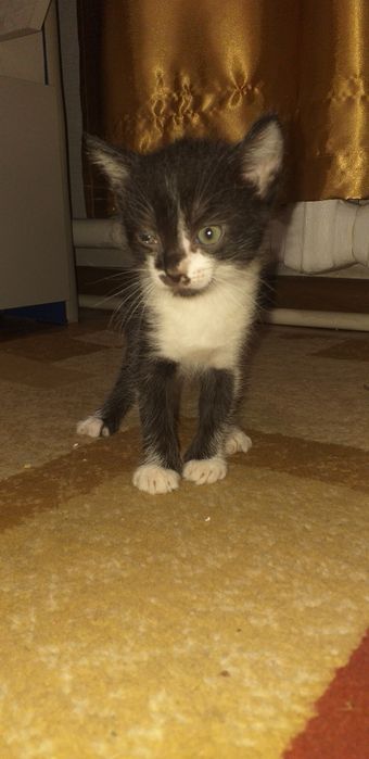 Отдам котят бесплатно