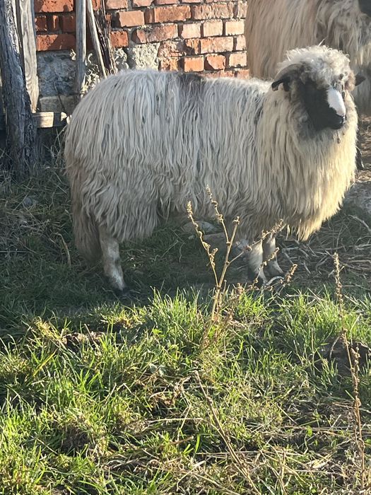 Vând mieluță brează