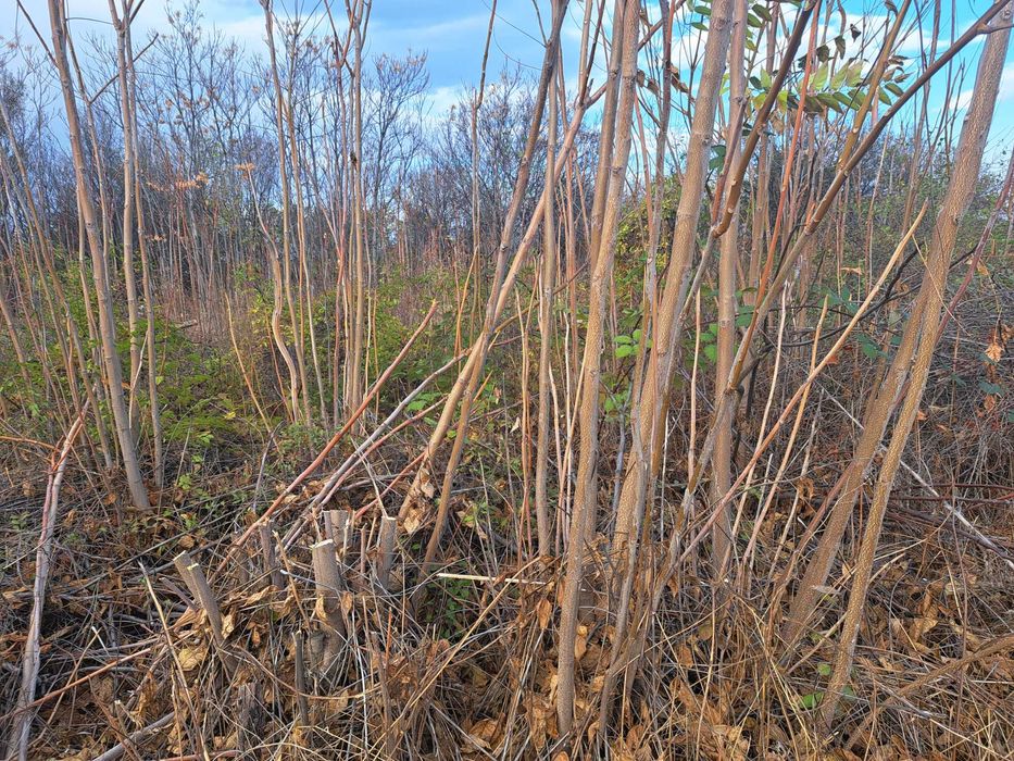 Дървен материал за горене