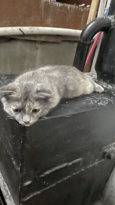 Скотиш фолд сотилади