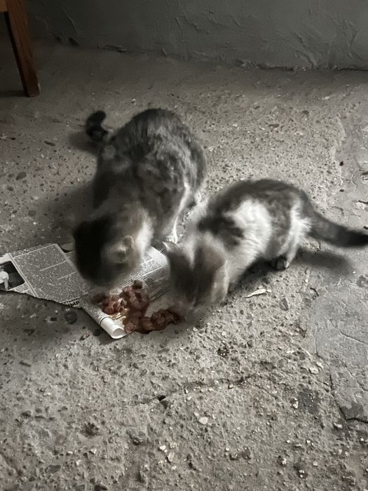 Отдам в добрые руки