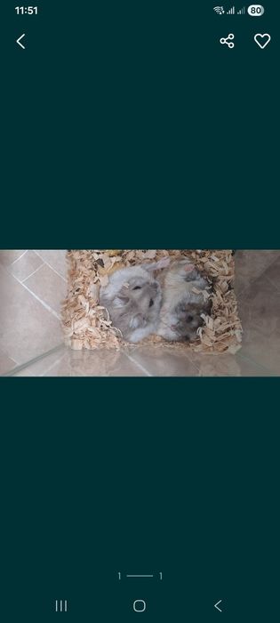 Отдам бесплатно хомяков