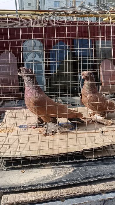 Голуби красные двухчубые