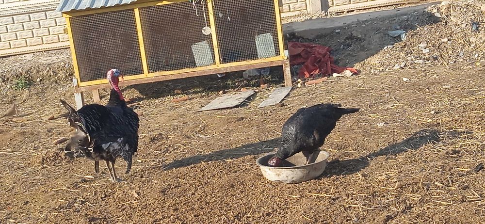 Induk 1ta erkak 1ta qizbola