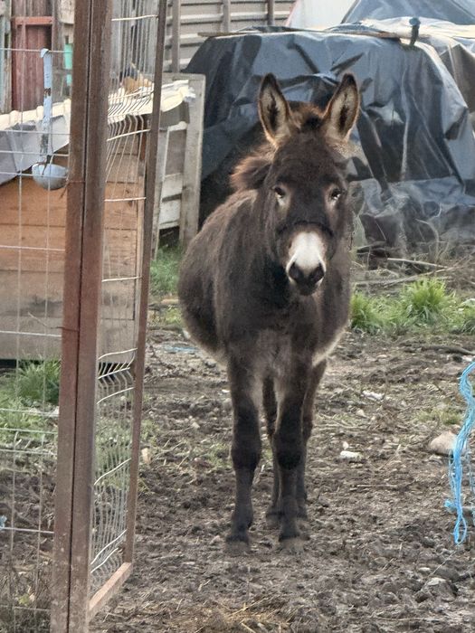 Magar tanar invatat la oi