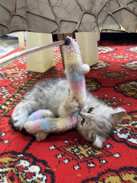 Очаровательный котонек британской шиншиллы, brintanskiy shinshilla