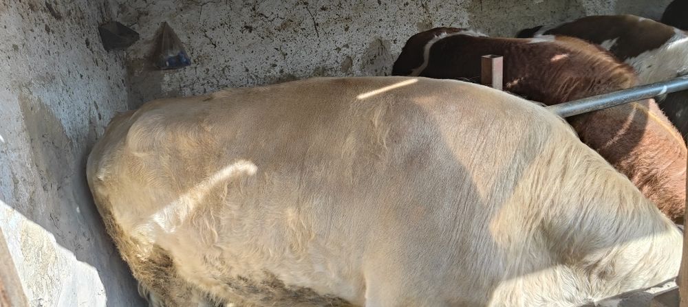 Бички на откорме