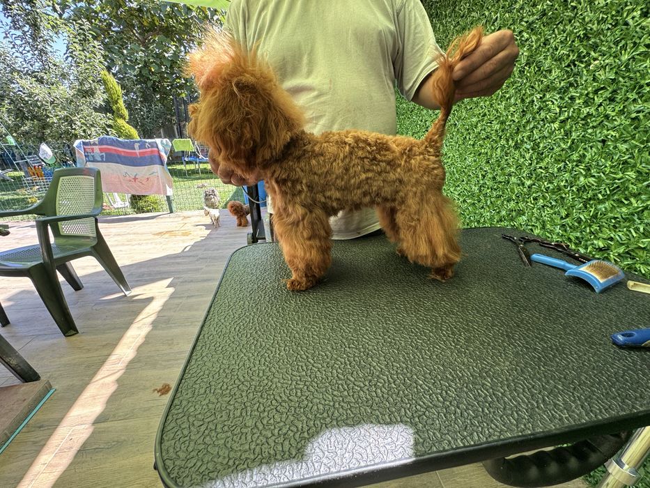 Продавам пудел тийкъп - момче и момиче
