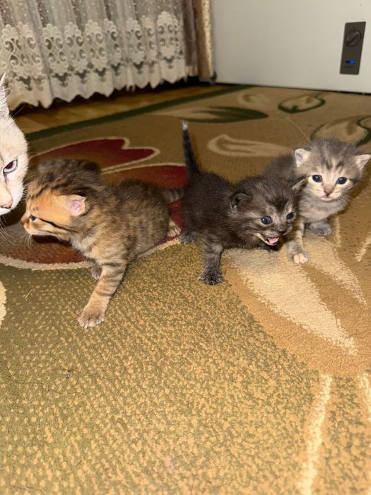 Котенки в добрые руки