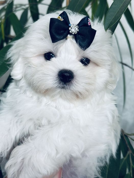 Милые щеночки мальтезе