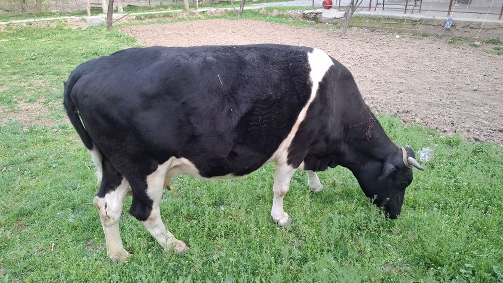 Буаз сиыр сатылады