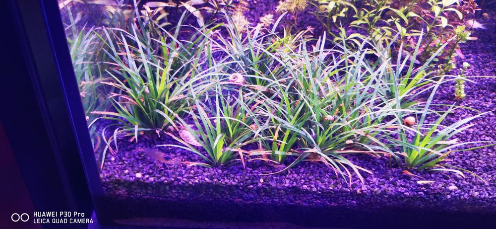 Plante de acvariu, Bucephalandra, Lobelia, Valisneria, plante easy