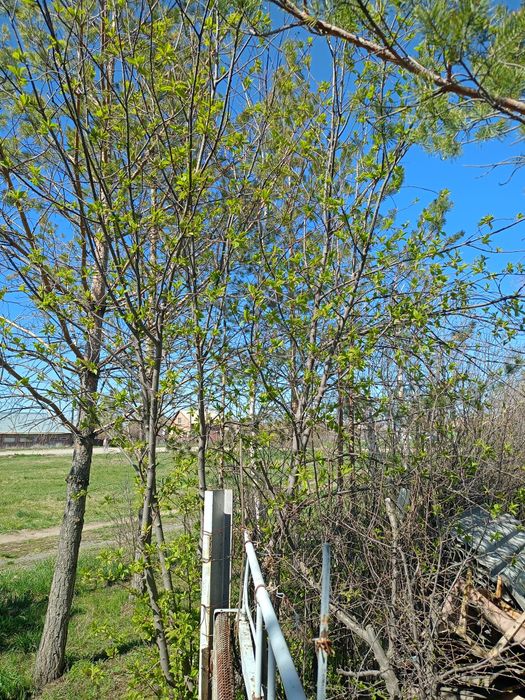 Продам дачу в Акимовке