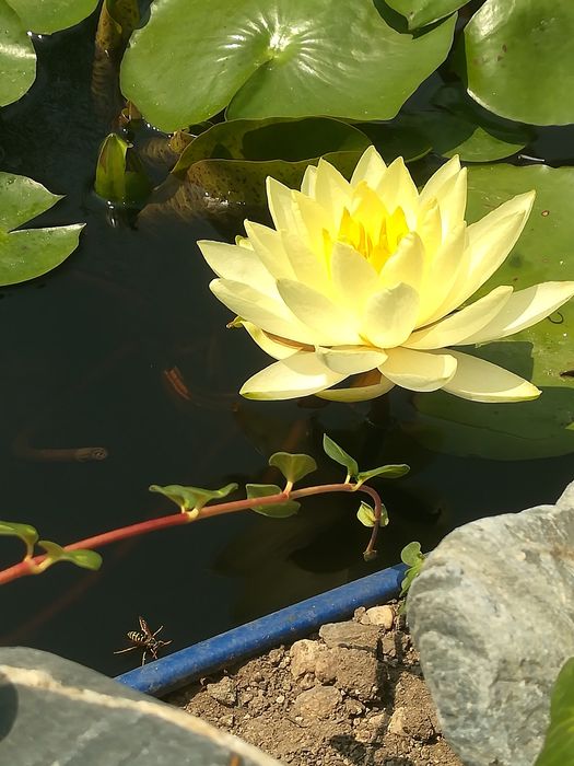 Водна лилия - корени