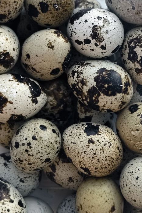 Бедана тухумлари