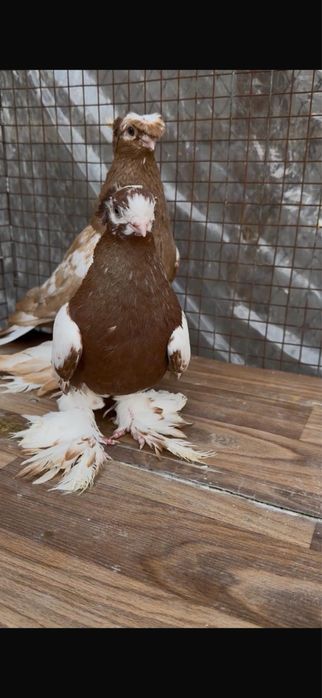 Голуби.          .